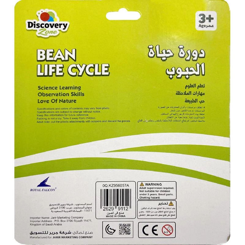 Life Cycle of Green Bean Biology - 4 Years and Above 4 pieces