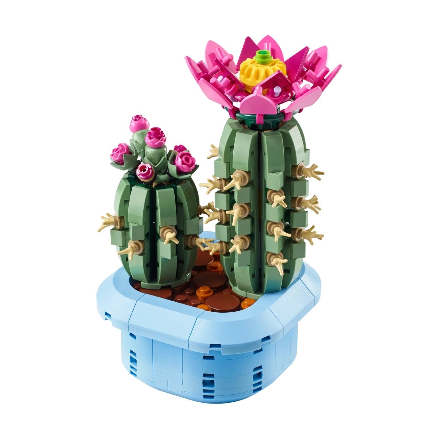Flowering Cactus (11509)