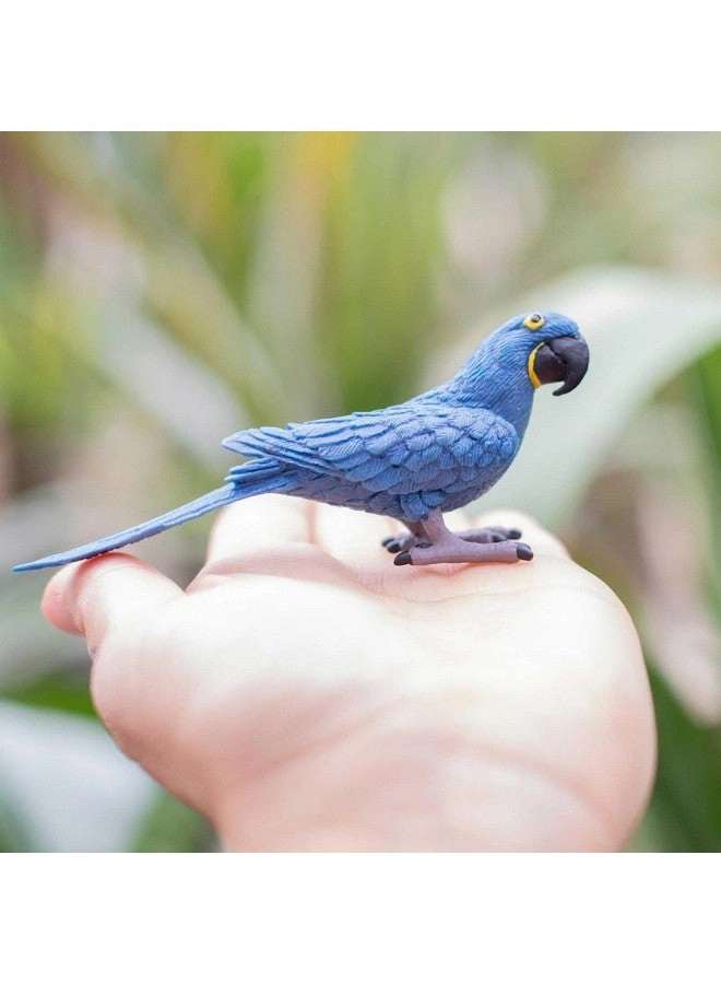 Bird - Hyacinth Macaw
