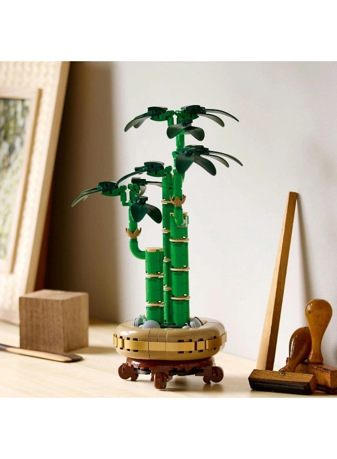 Lucky Bamboo (10344) - Botanicals