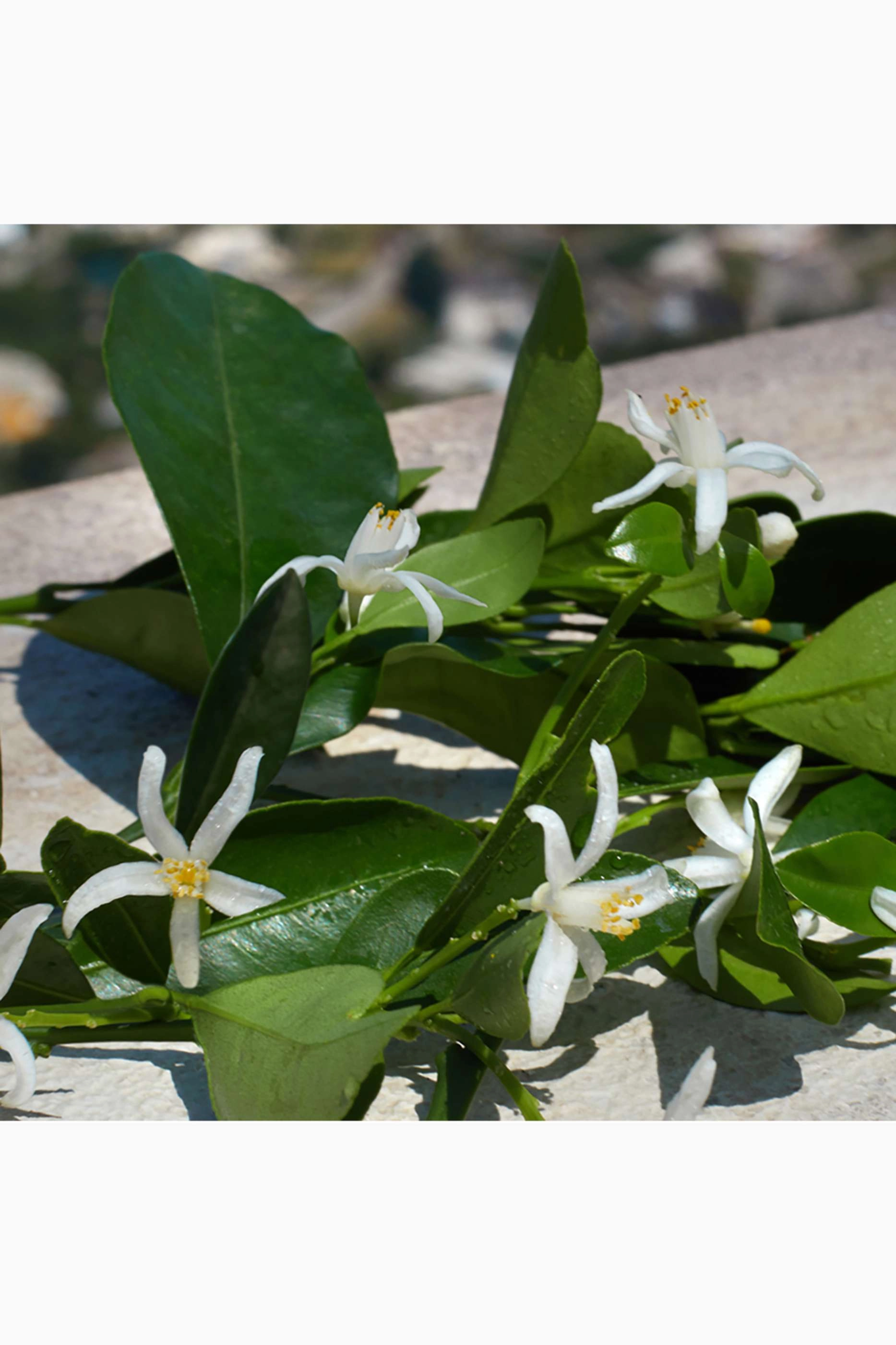 Devotion Eau de Parfum 50ml