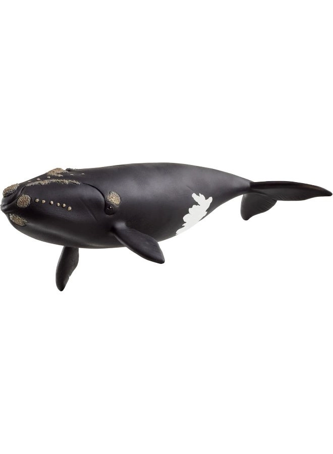 Wild Life - North Atlantic Right Whale (4059433762241)