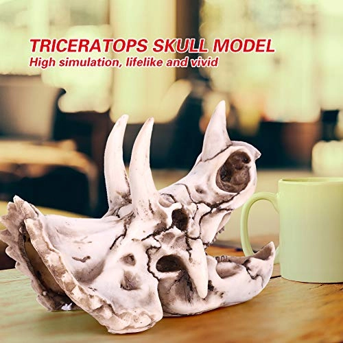 Triceratops Skull - 14 centimeters