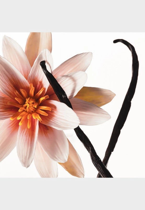 Vanilla Dew - 236ml Vanilla