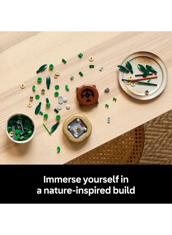 Lucky Bamboo (10344) - Botanicals