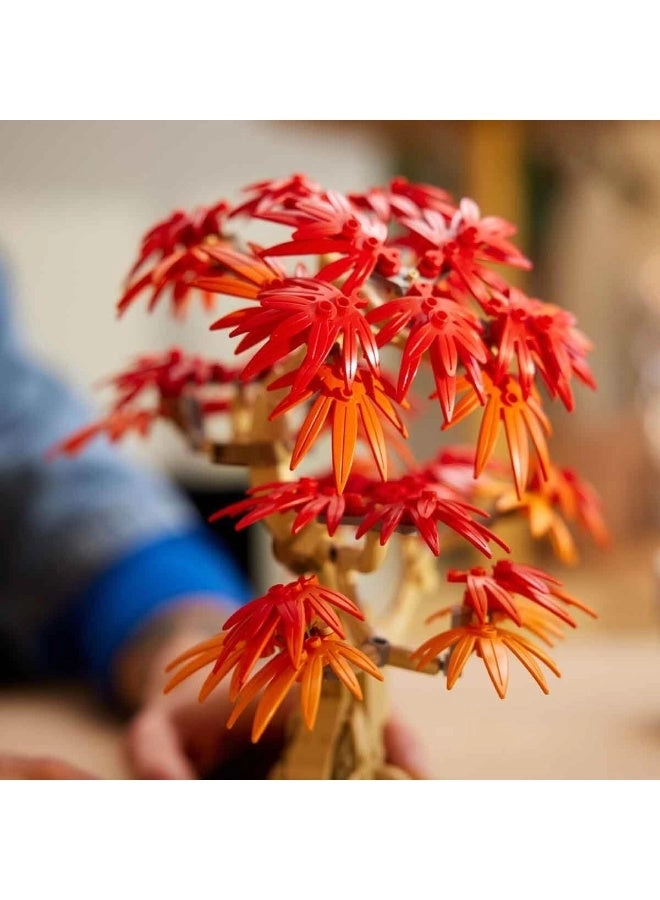 Japanese Red Maple Bonsai Tree (10348) - Botanicals