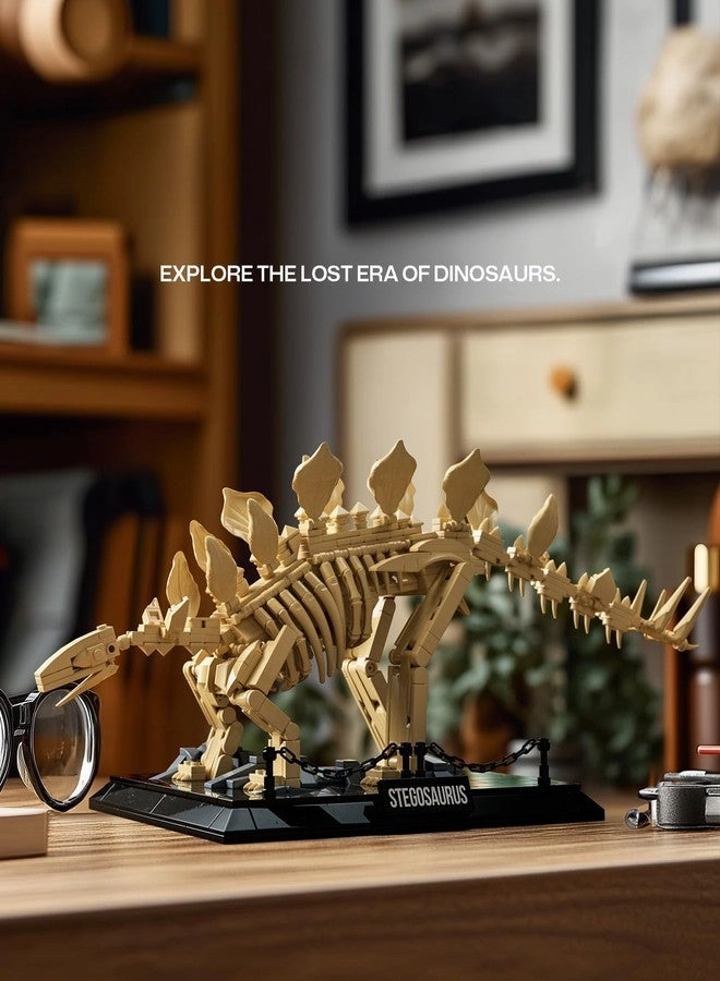 Stegosaurus Fossils Model Set - Dinosaur Skeleton Display Base