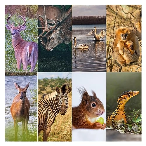 Mini Wild Trail Camera - 32MP