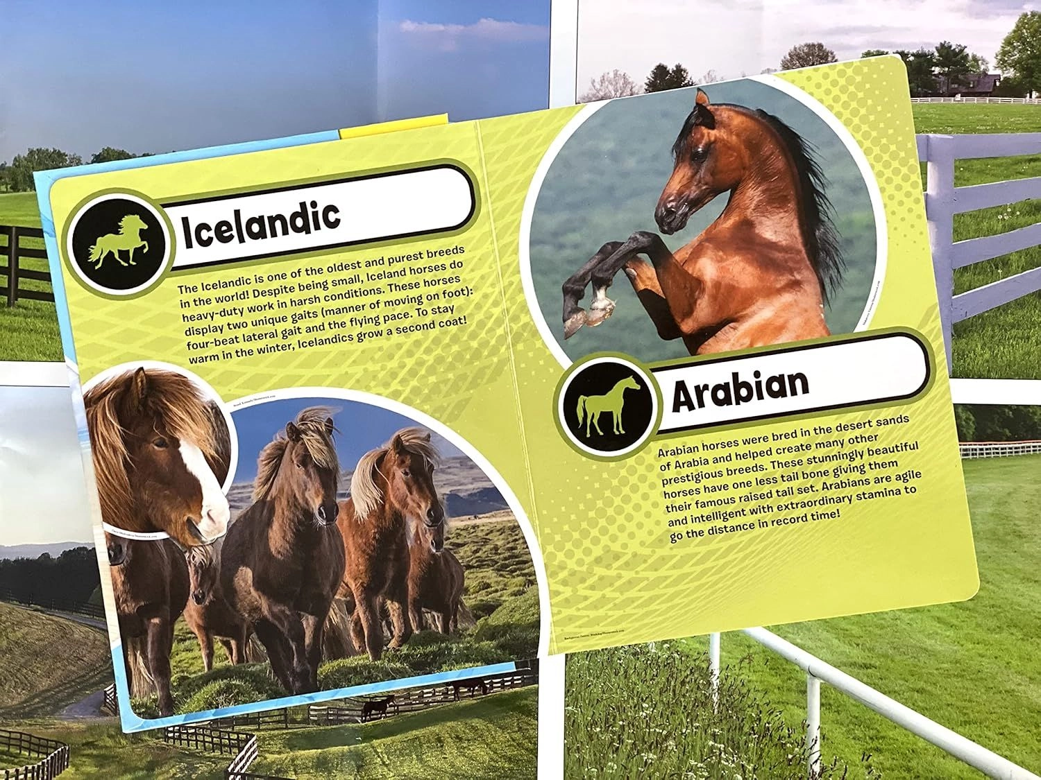 World of Horses My Busy Books - 3 + 10 pieces