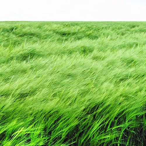 Verte Envolée Eau de Parfum 100 ml