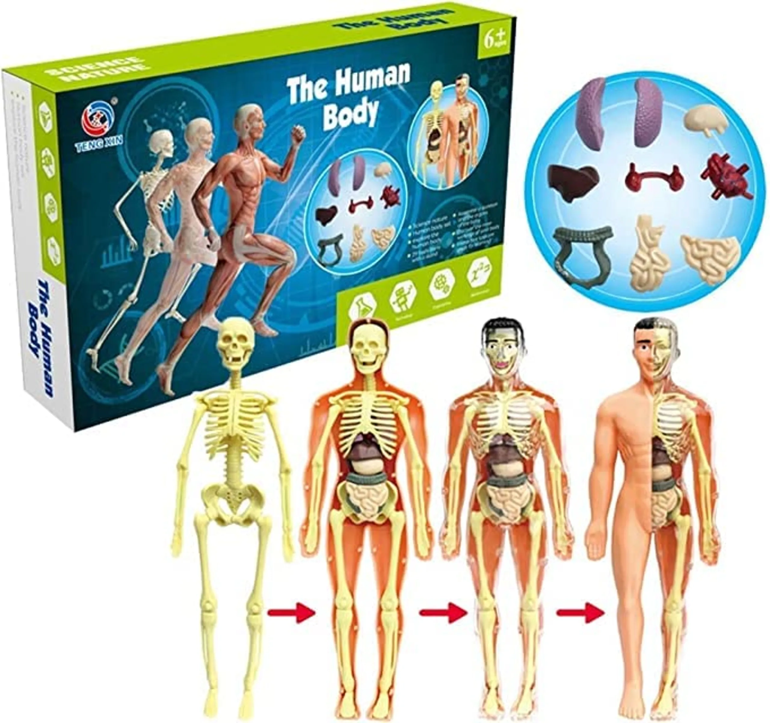 Human Body Anatomy DIY STEM Kit Science - 6 years+