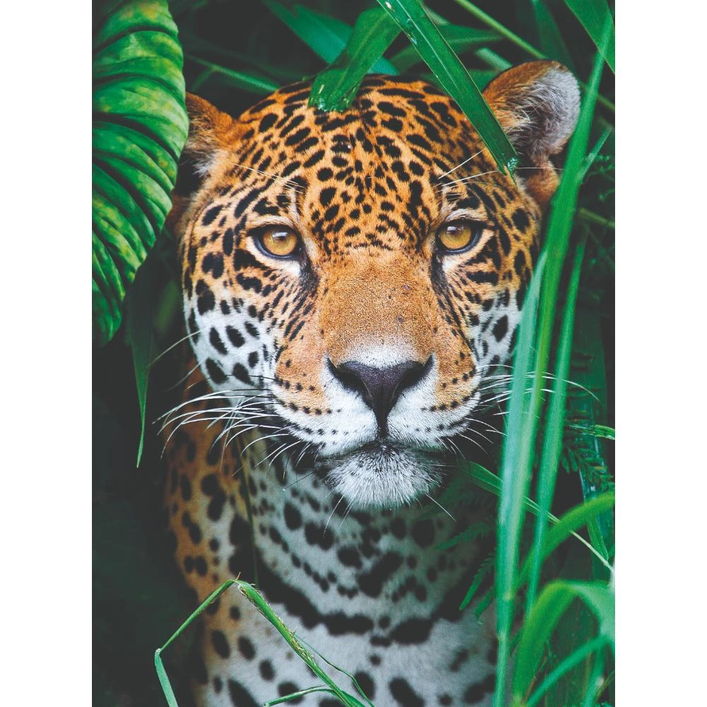 Jaguar In The Jungle Puzzle (ALGT-35127) - 500 pcs