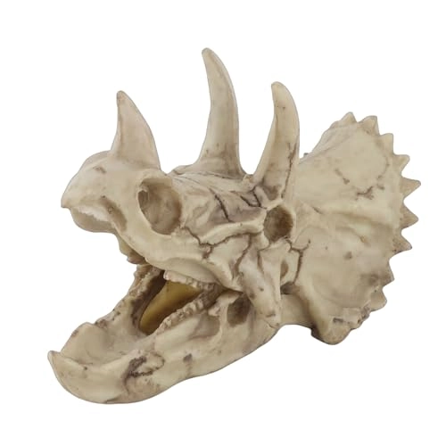 Triceratops Skull Model