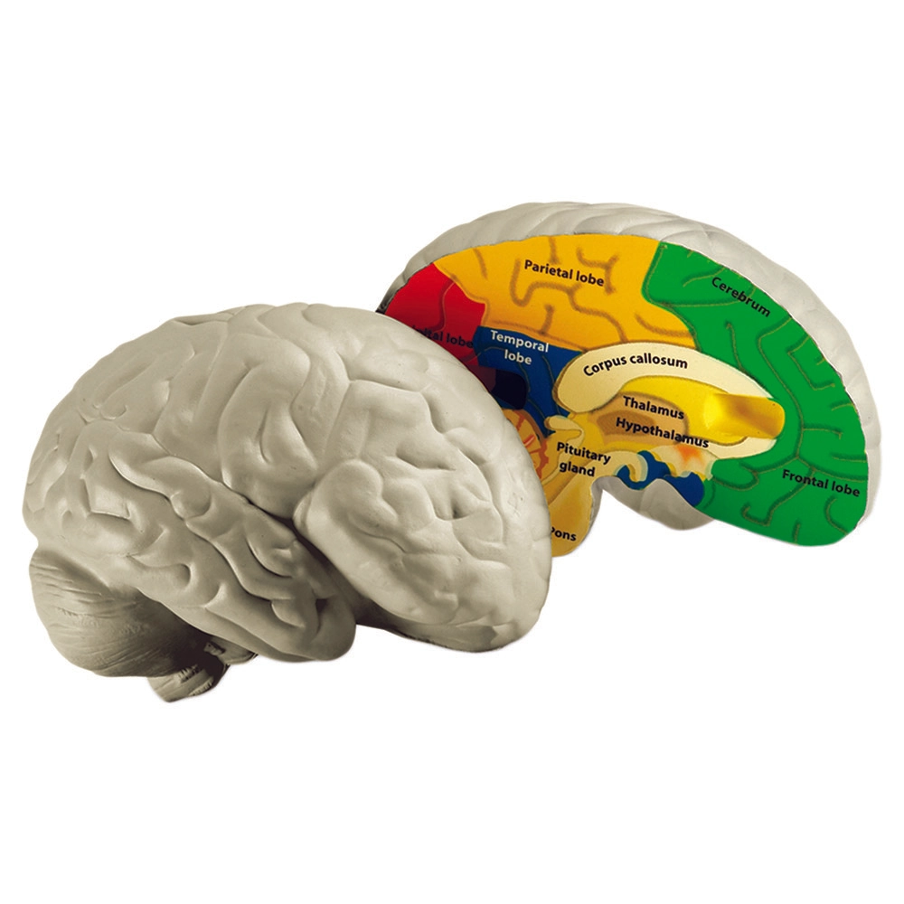 Learning Resources Cross-Section Brain Model - Suitable for 5 years & above
