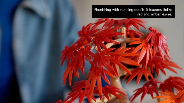 Japanese Red Maple Bonsai Tree (10348) - Botanicals