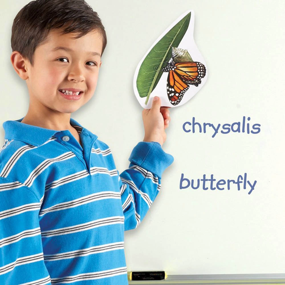 Magnetic Butterfly Life Cycle - 5 years+ 9 pieces