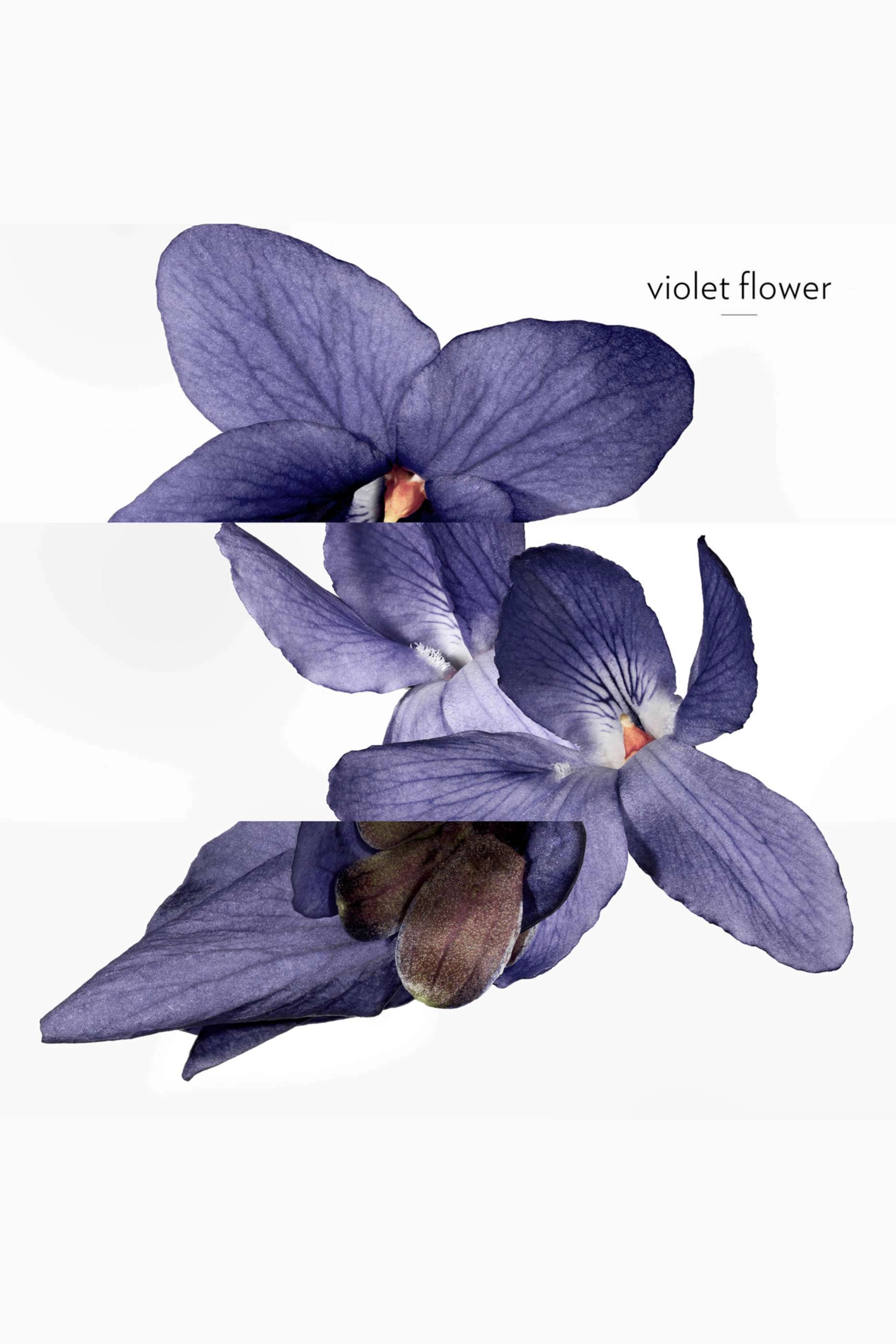 Violette Volynka Eau de Toilette 100ml
