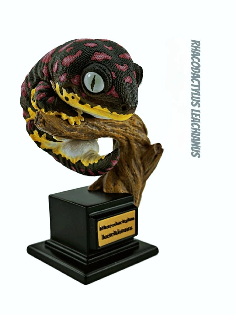 Gecko - Nephrurus Wheeleri Wheeleri (BWZ-SG)