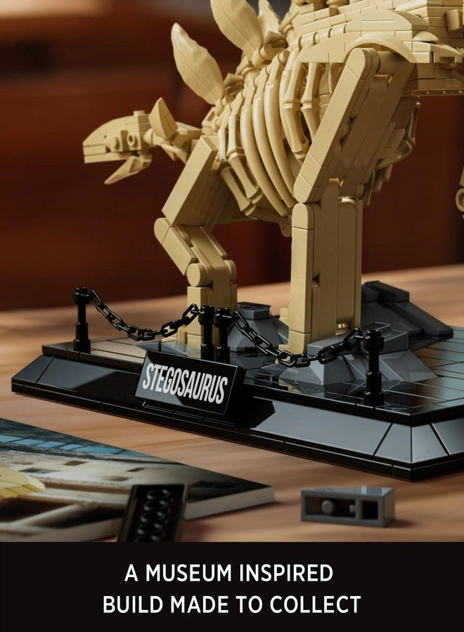Stegosaurus Fossils Model Set - Dinosaur Skeleton Display Base