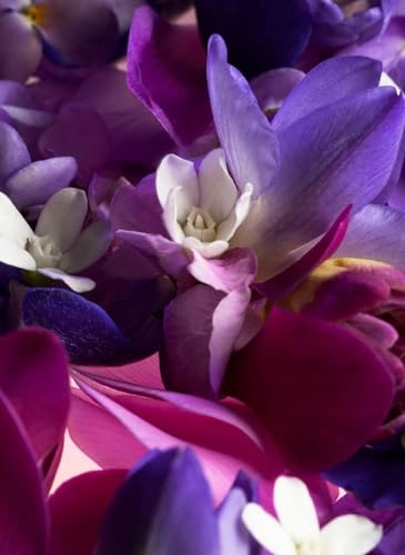 Ginza Murasaki Eau de Parfum 50ml