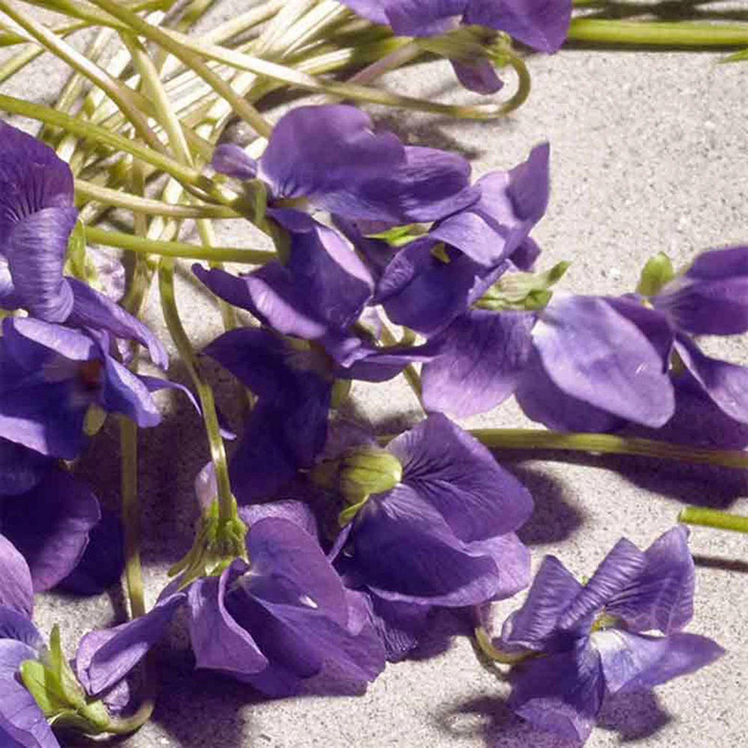 Dolce Violet Eau de Toilette 50ml