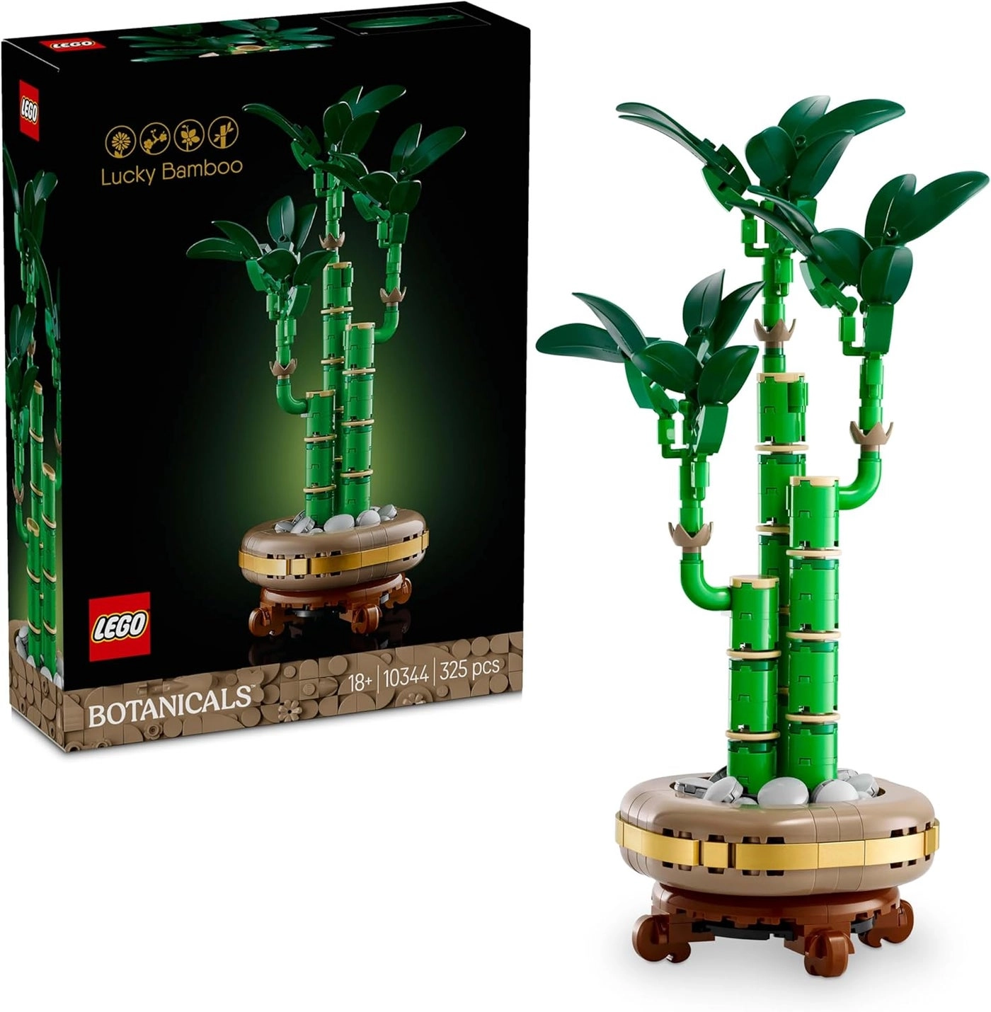 Lucky Bamboo (10344) - Botanicals