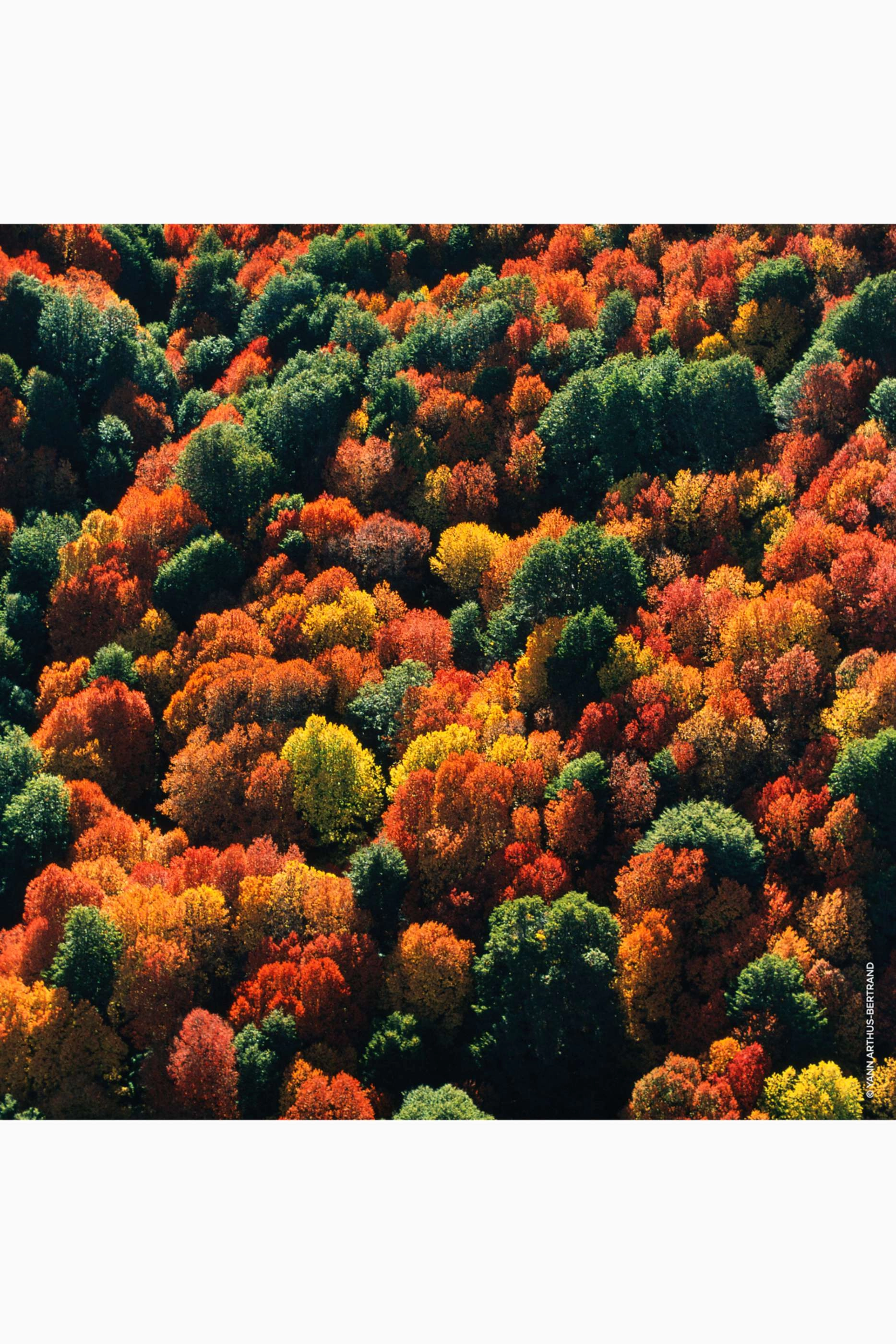 Oud Yuzu Forte Eau de Parfum 125ml