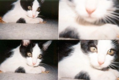 ActionSampler