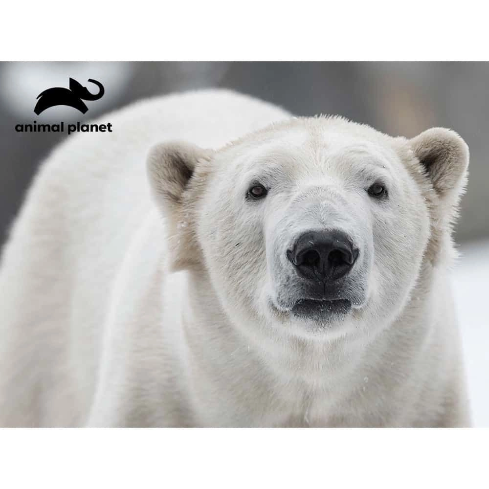 Polar Bear 3D Puzzle (FGI-15808) - 48 pcs