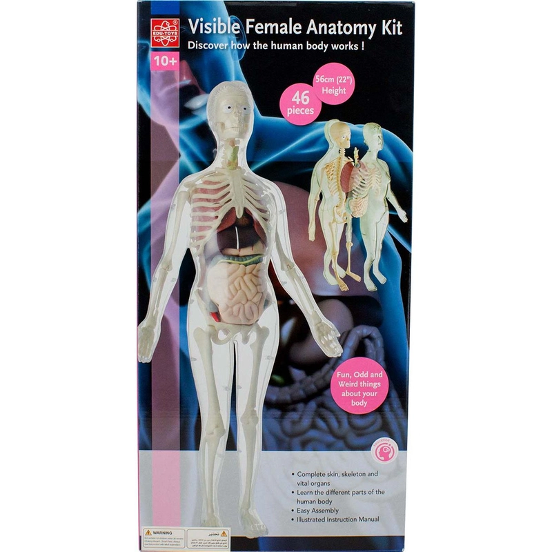 Visible Female Anatomy Kit - 10 years+ 46 pieces