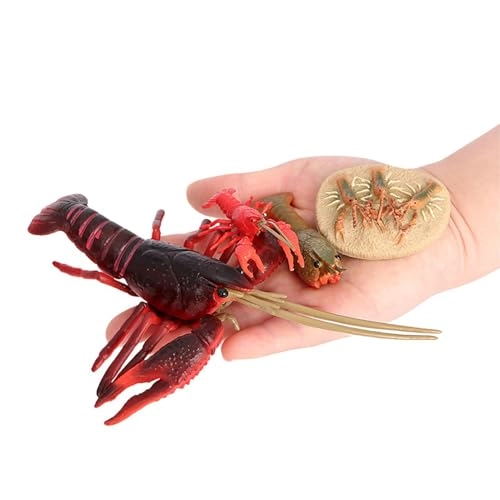 Lobster Life Cycle - 18 months 4 x Model