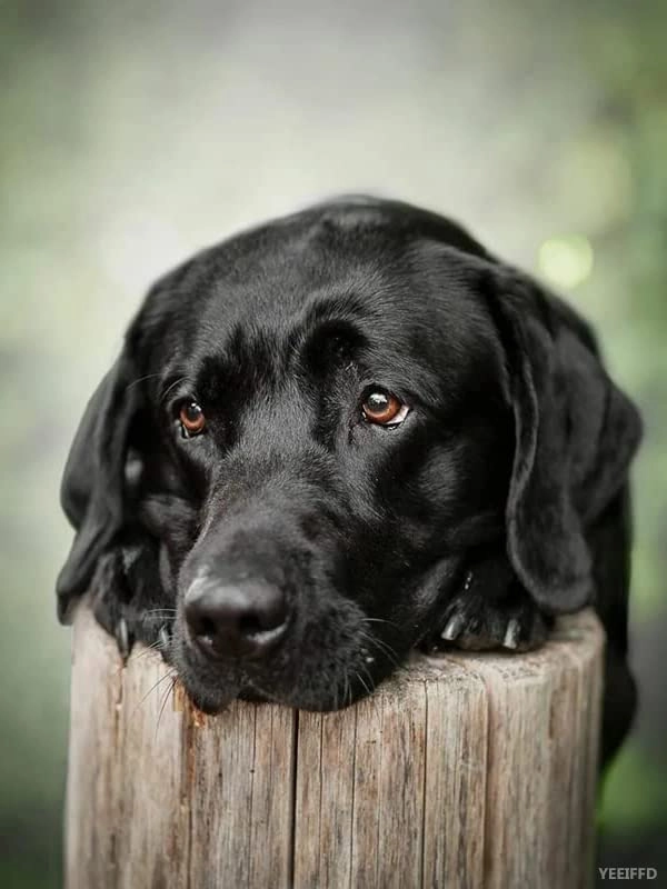 SANZEZ 5D Diamond Painting Kits - 50x60cm Black Dogs Labrador