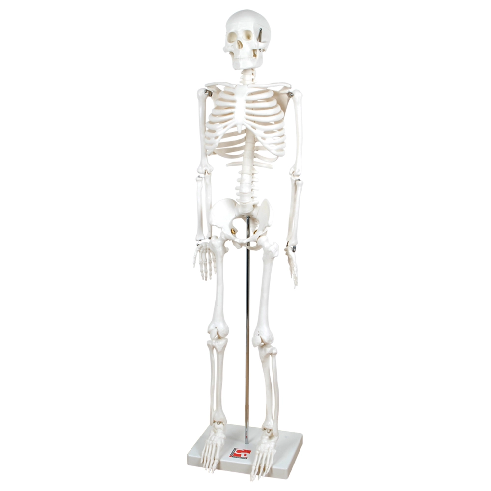 COMMOTION DISTRIBUTION 1/2 Scale Skeleton - Lightweight Heavy metal stand (FEGT-11ENC05006)