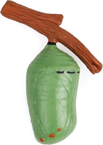 Butterfly Life Cycle Biology - 18 months - 3 years