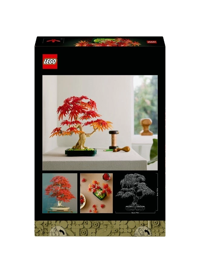 Japanese Red Maple Bonsai Tree (10348) - Botanicals