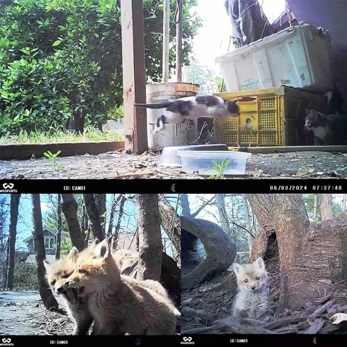 Mini Trail Camera - 24MP Pack