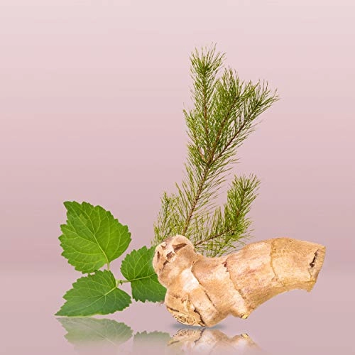 Euphoria Eau de Toilette 50ml