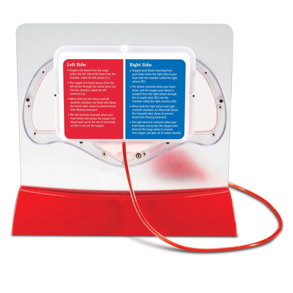Pumping Heart Model - Suitable for 8 years and above