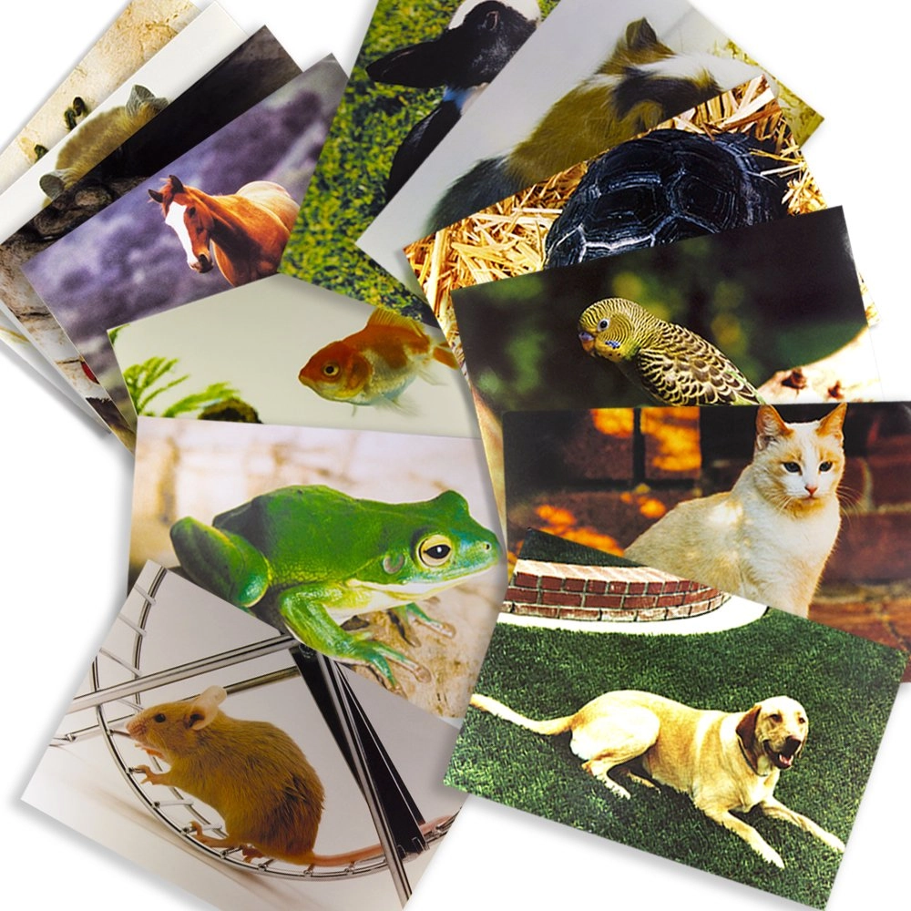 MZA STORES Toddler Education Pets Posters