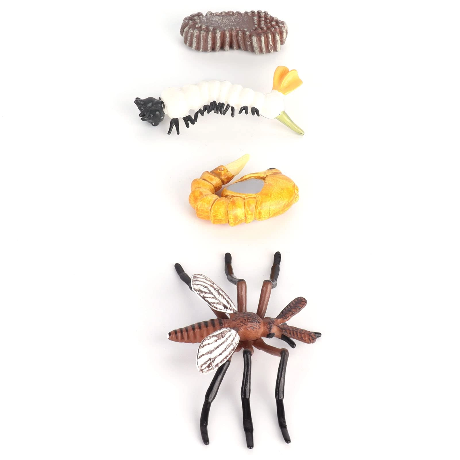 BTOSEP Insect Life Cycle Figures - Education