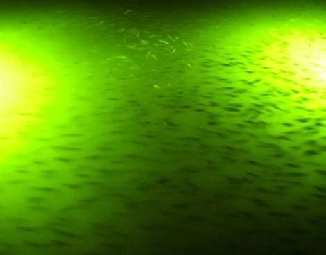 LED Submersible Light - 100W 24VDC