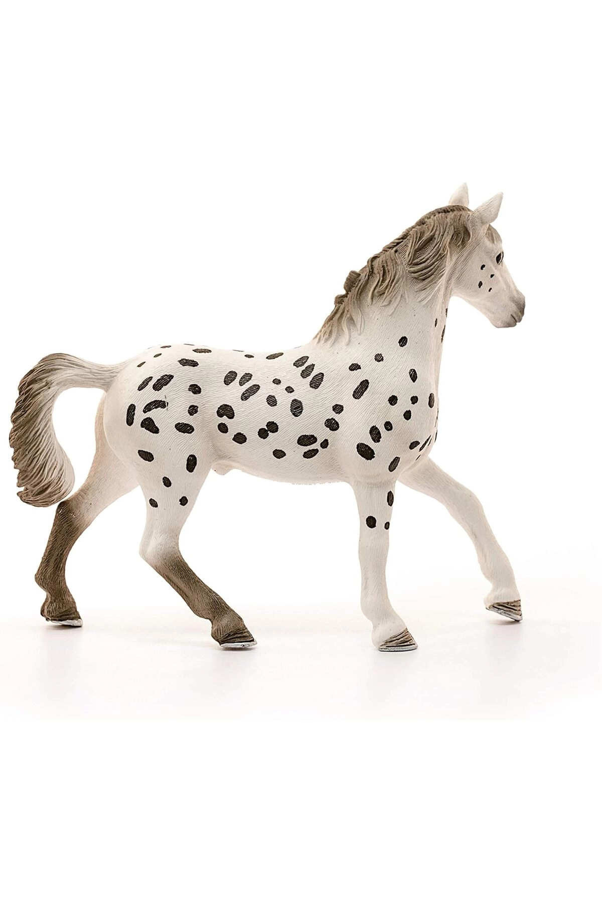 Knabstrupper Stallion - 5yr 1pc