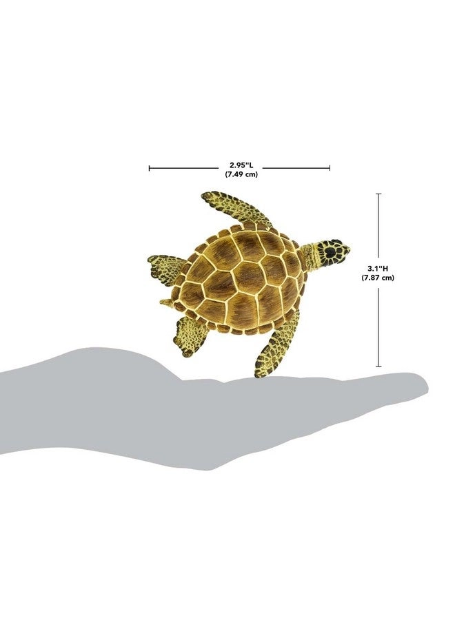 Loggerhead Turtle
