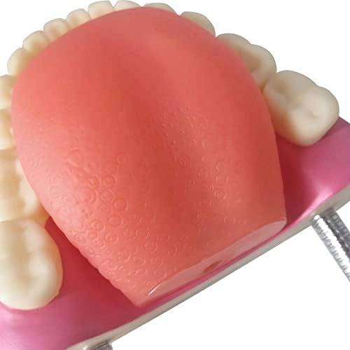 Dental Teeth Care Model