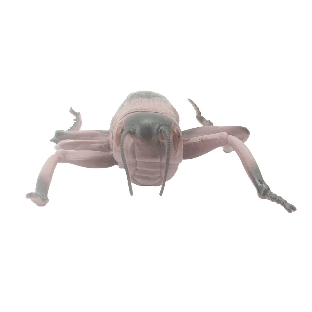 Insect World Simulation Series - Beetle (34212842-BY568_KC4)