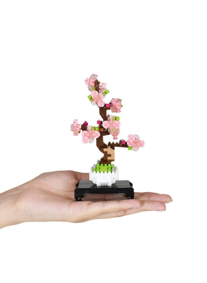 Bonsai Sakura - Culture