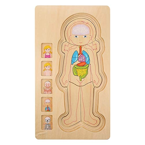 Human Body Structure Multilayer Brick Toy - 1 piece