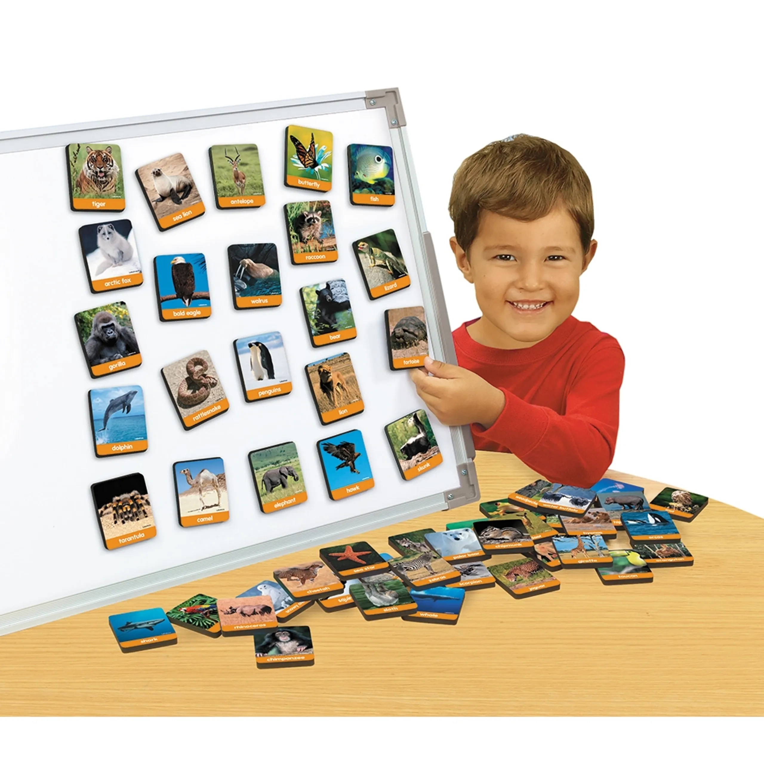 Lakeshore Animal Bldg Lang Photo Magnets - Suitable for 3 years & above