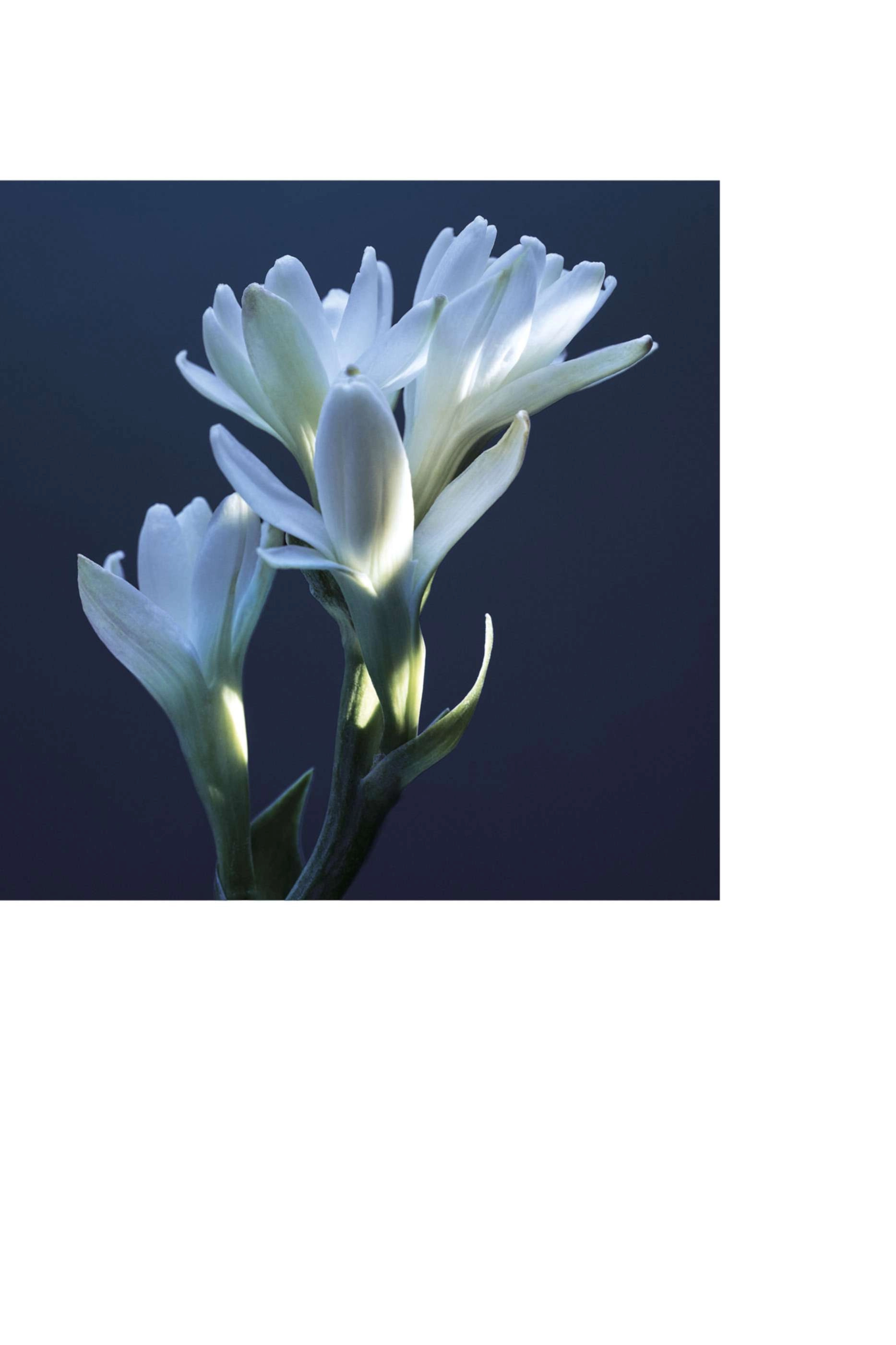 Tubereuse Lazuli Eau de Parfum 50ml