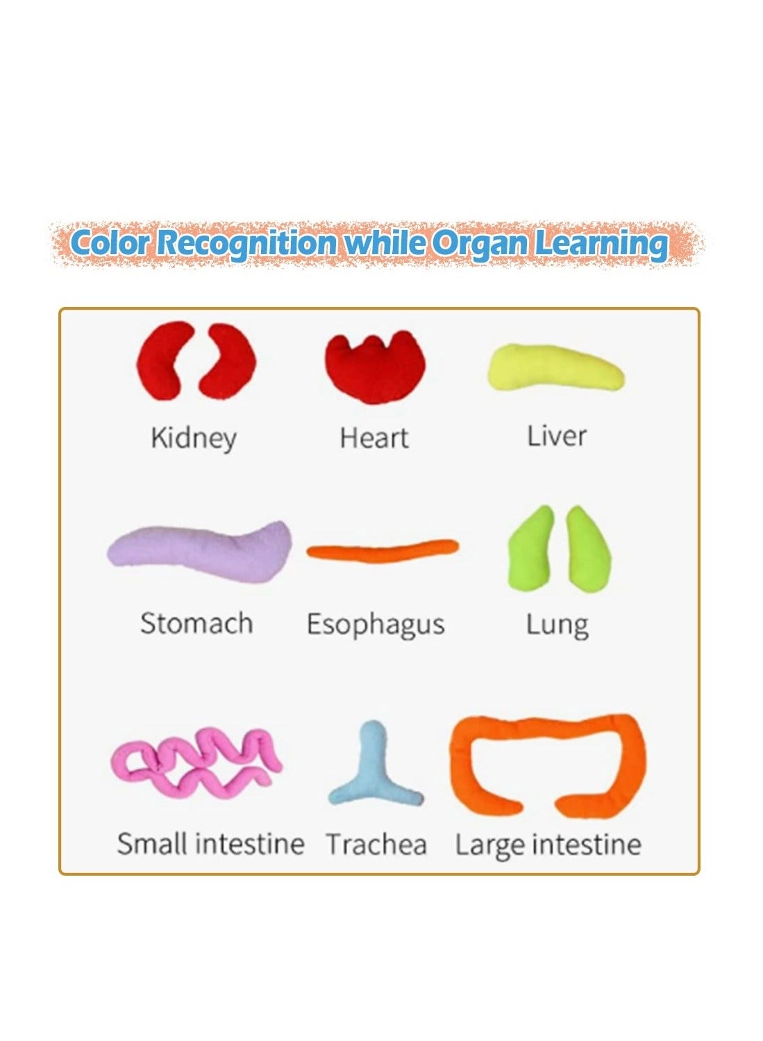 Human Body Anatomy Toy - 1 piece(s)